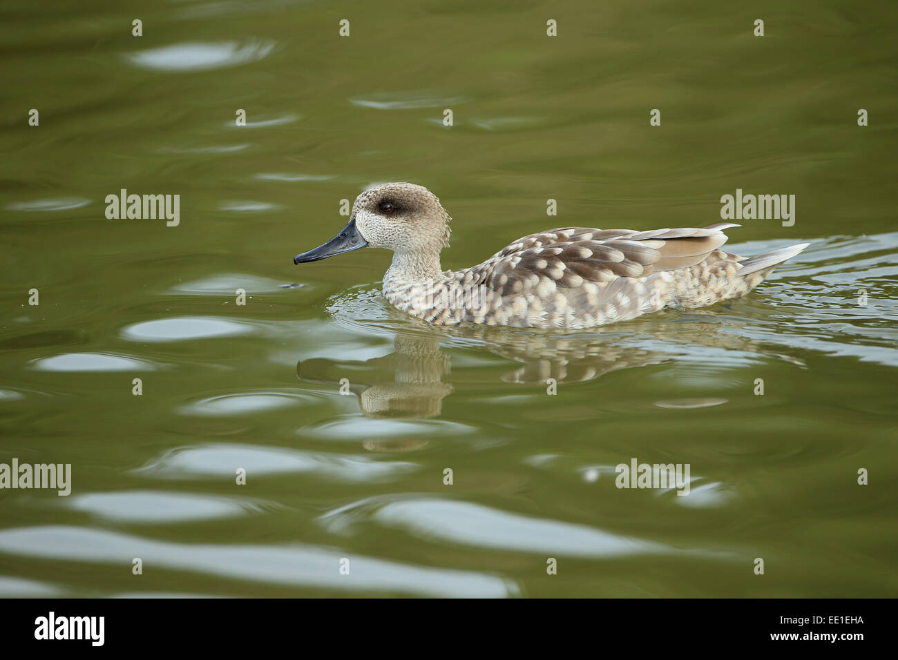 In marmo (Teal marmaronetta angustirostris) adulto, nuoto (prigioniero) Foto Stock