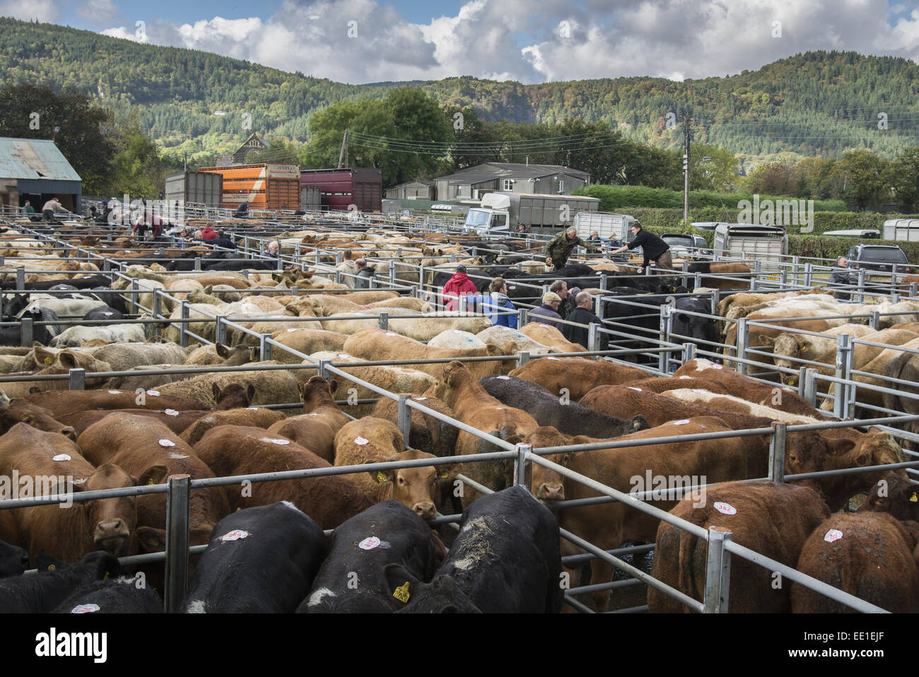 Mercato del bestiame, i bovini in penne pronti per la vendita, Llanrwst bovini Mart, Llanrwst, Conwy, il Galles del Nord, Ottobre Foto Stock