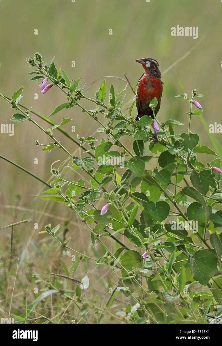 Red-breasted Blackbird (Sturnella militaris) maschio immaturo, arroccato sullo stelo, Juan Hombron, Panama, ottobre Foto Stock