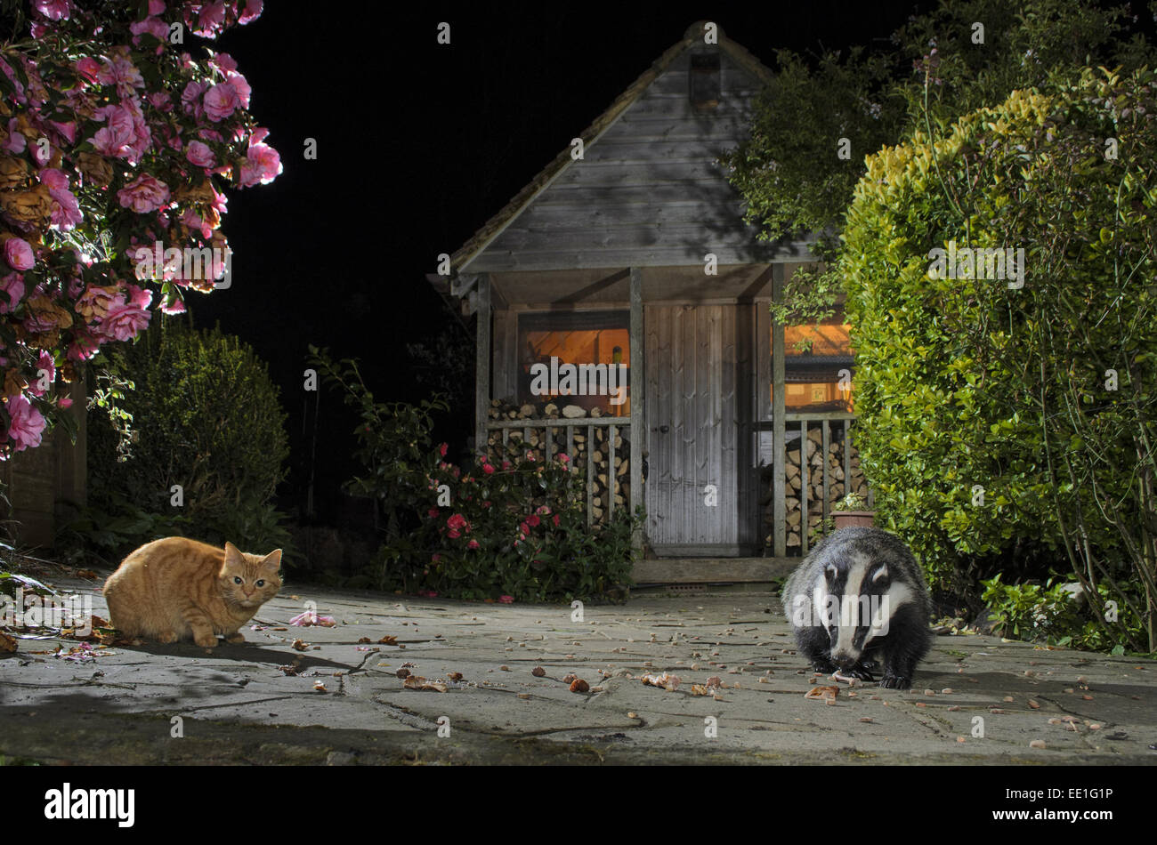 Eurasian Badger (Meles meles) adulto, e il gatto domestico, adulto, alimentazione su scarti in giardino urbano di notte, Kent, Inghilterra, può Foto Stock