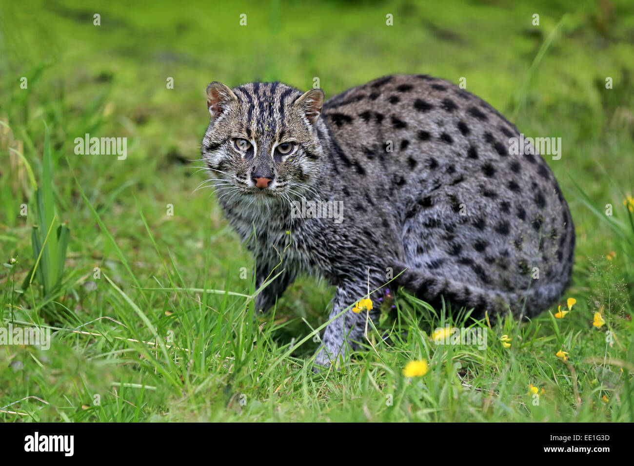 La pesca Cat (Prionailurus viverrinus) adulto, seduti su erba, Luglio (prigioniero) Foto Stock