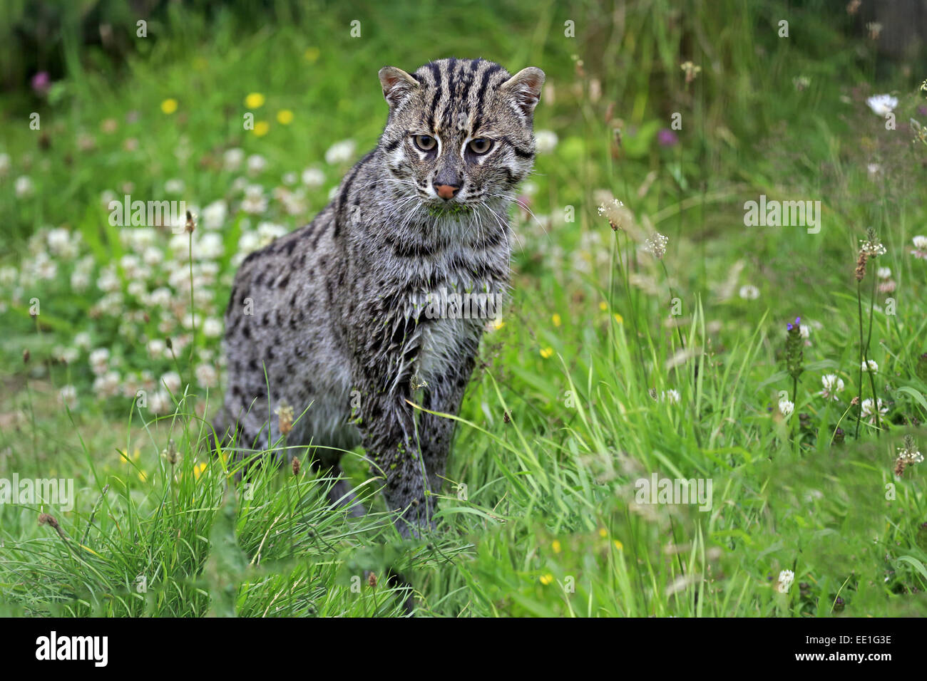 La pesca Cat (Prionailurus viverrinus) adulto, in piedi su erba, Luglio (prigioniero) Foto Stock