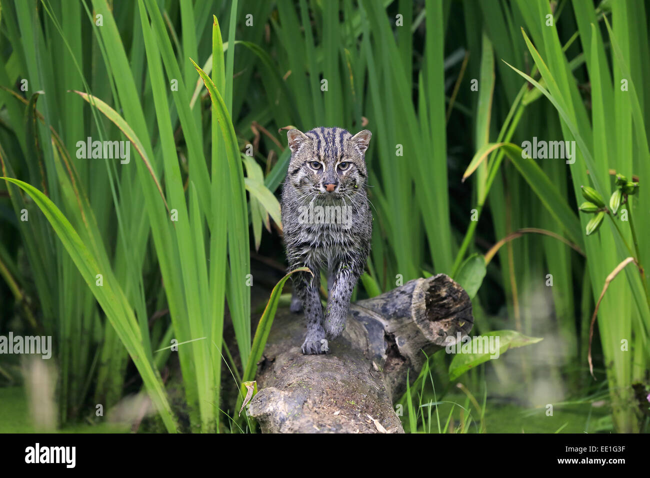 La pesca Cat (Prionailurus viverrinus) adulto, camminando sul log, Luglio (prigioniero) Foto Stock