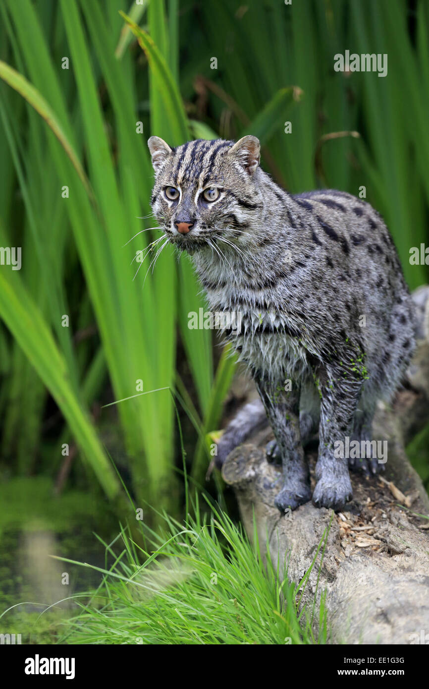 La pesca Cat (Prionailurus viverrinus) adulto, in piedi sul log, Luglio (prigioniero) Foto Stock