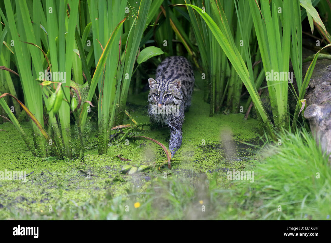 La pesca Cat (Prionailurus viverrinus) adulto, passeggiate in acque poco profonde, Luglio (prigioniero) Foto Stock