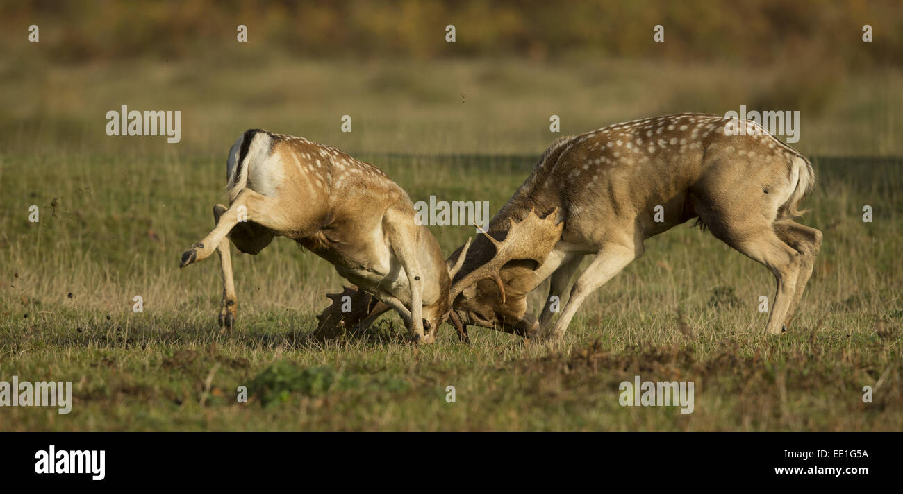 Daini (Dama Dama) due bucks, combattimento, durante la stagione di solchi, Leicestershire, Inghilterra, Ottobre Foto Stock