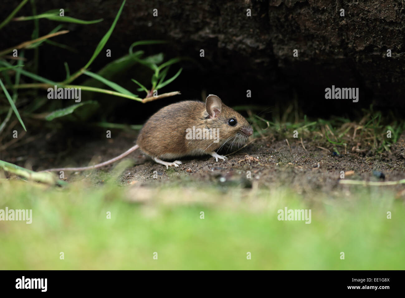 Mouse di legno (Apodemus sylvaticus) adulto, emergenti dalla tana, Norfolk, Inghilterra, Giugno Foto Stock