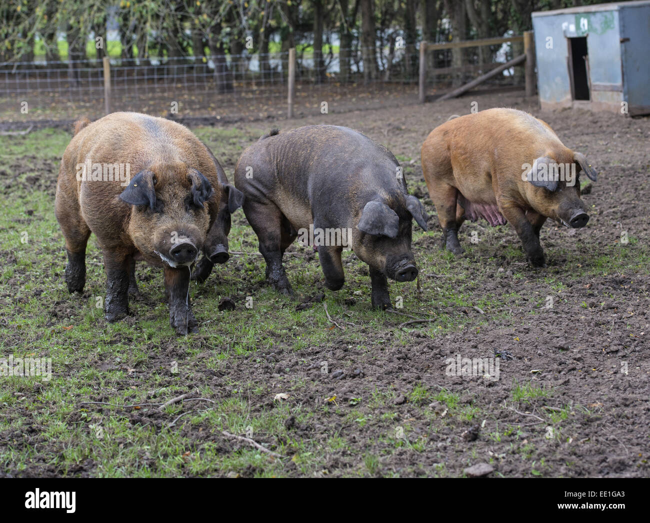 Suini domestici, Duroc, cinghiale e scrofe, passeggiate in outdoor penna, Chester, Cheshire, Inghilterra, Ottobre Foto Stock