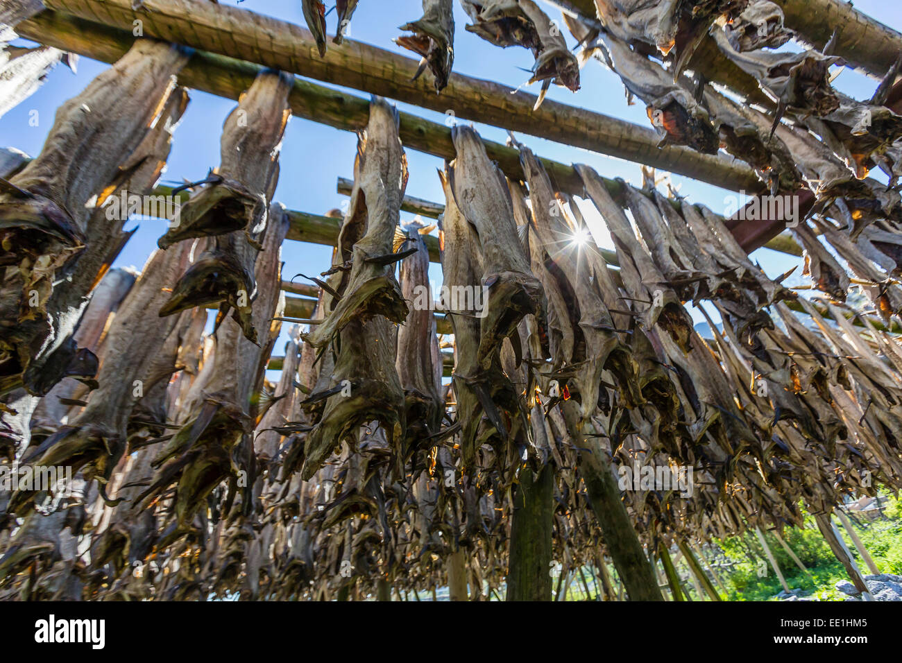 Stock di merluzzo bianco, split e l'essiccazione su un enorme rack, in norvegese di villaggio di pescatori di Reina, Isole Lofoten in Norvegia e Scandinavia Foto Stock