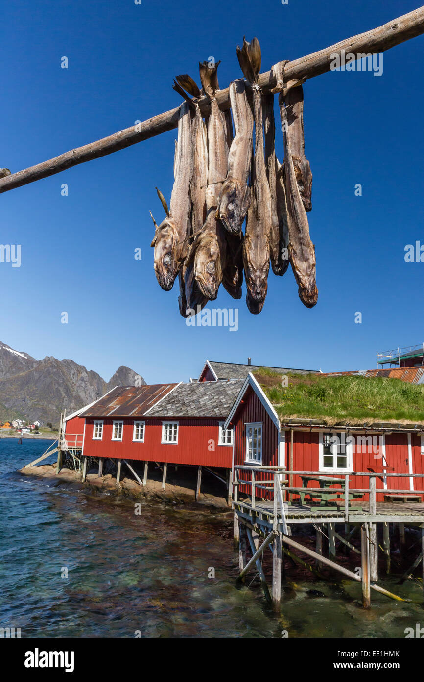 Stock di merluzzo bianco, split e l'essiccazione su un enorme rack, in norvegese di villaggio di pescatori di Reina, Isole Lofoten in Norvegia e Scandinavia Foto Stock