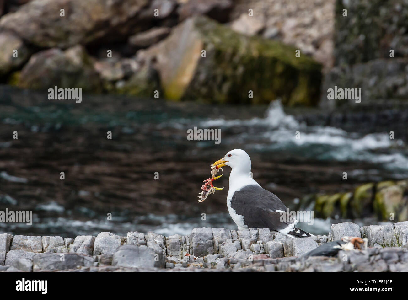 Adulto glaucous gull (Larus hyperboreus) con bird kill a Bjornoya, Isola di Bear, Norvegia, Scandinavia, Europa Foto Stock