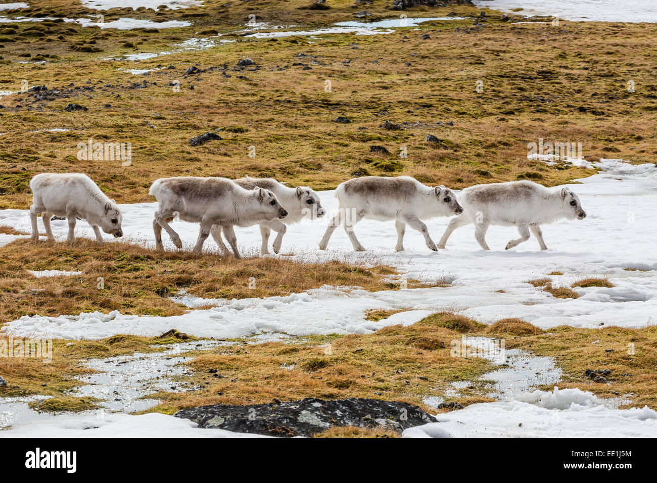 Renna delle Svalbard (Rangifer tarandus) pascolano sulla tundra in Varsolbukta, Bellsund, Spitsbergen, artiche, Norvegia e Scandinavia Foto Stock