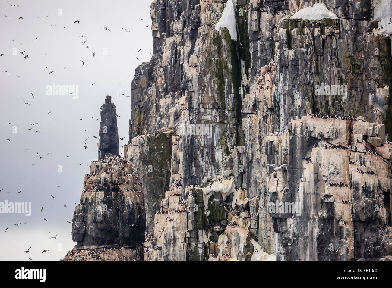 Adulto di Brunnich guillemots (Uria lomvia) in volo a Alkefjelet, Cape Fanshawe, Spitsbergen, Svalbard artico, Norvegia Foto Stock