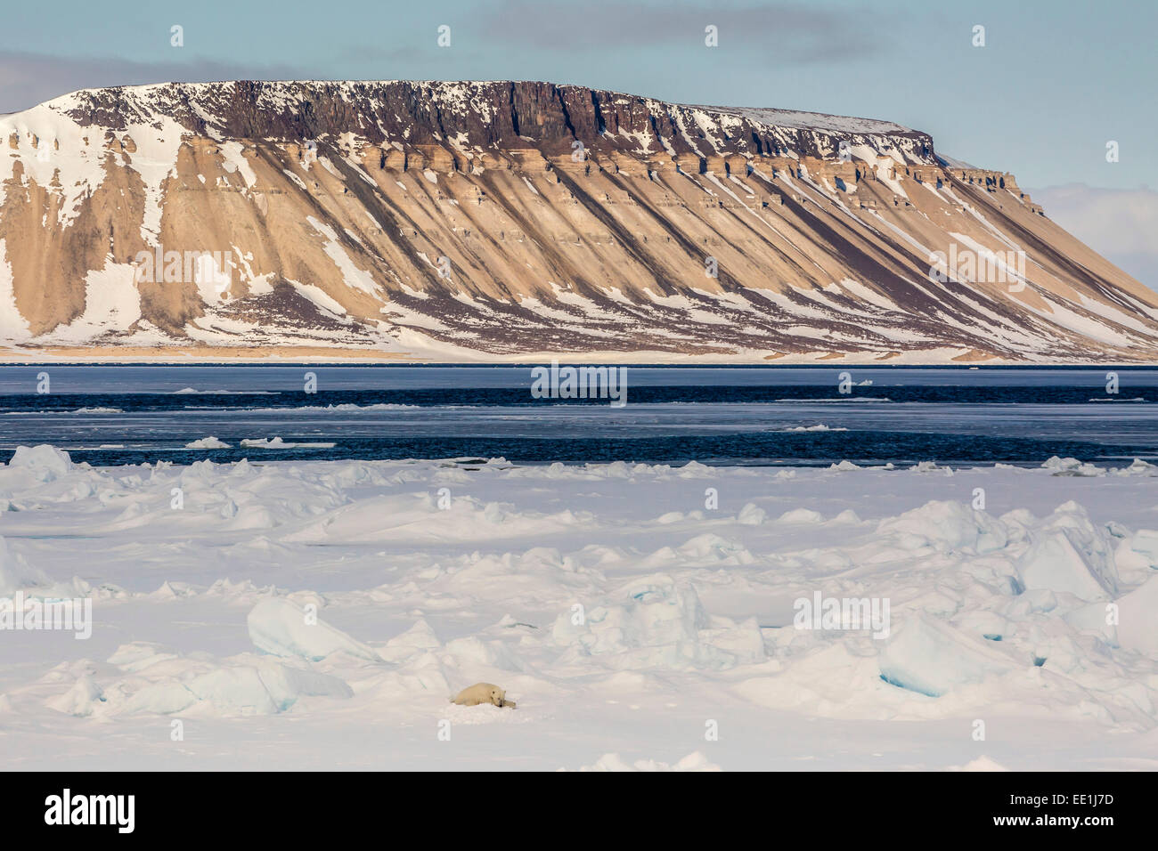 Adulto di orso polare (Ursus maritimus) sul primo anno mare di ghiaccio in stretto di Olga, vicino Edgeoya, Svalbard artico, Norvegia e Scandinavia Foto Stock