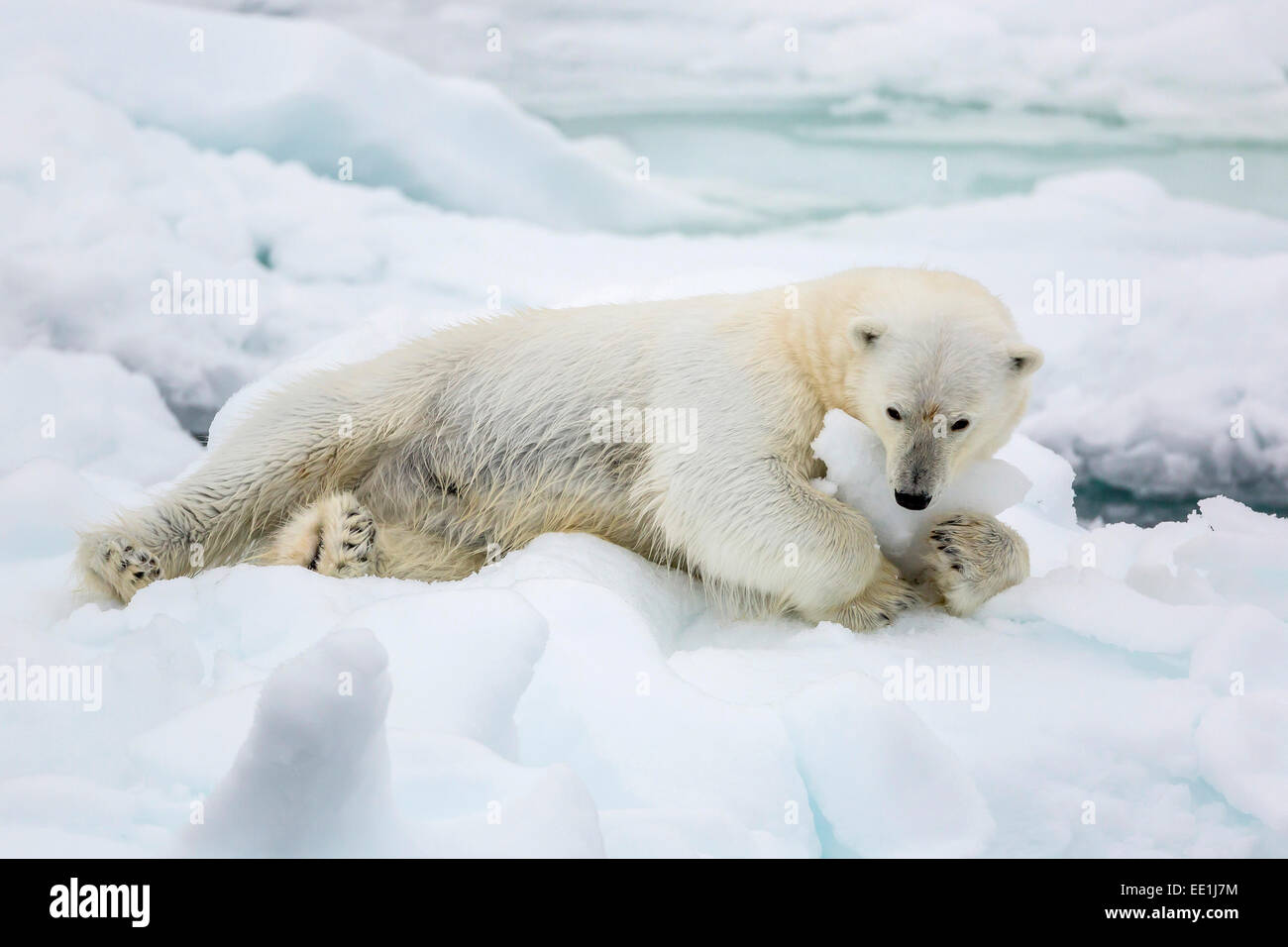Adulto di orso polare (Ursus maritimus) proteso nel primo anno mare di ghiaccio in stretto di Olga, vicino Edgeoya, Svalbard artico, Norvegia Foto Stock