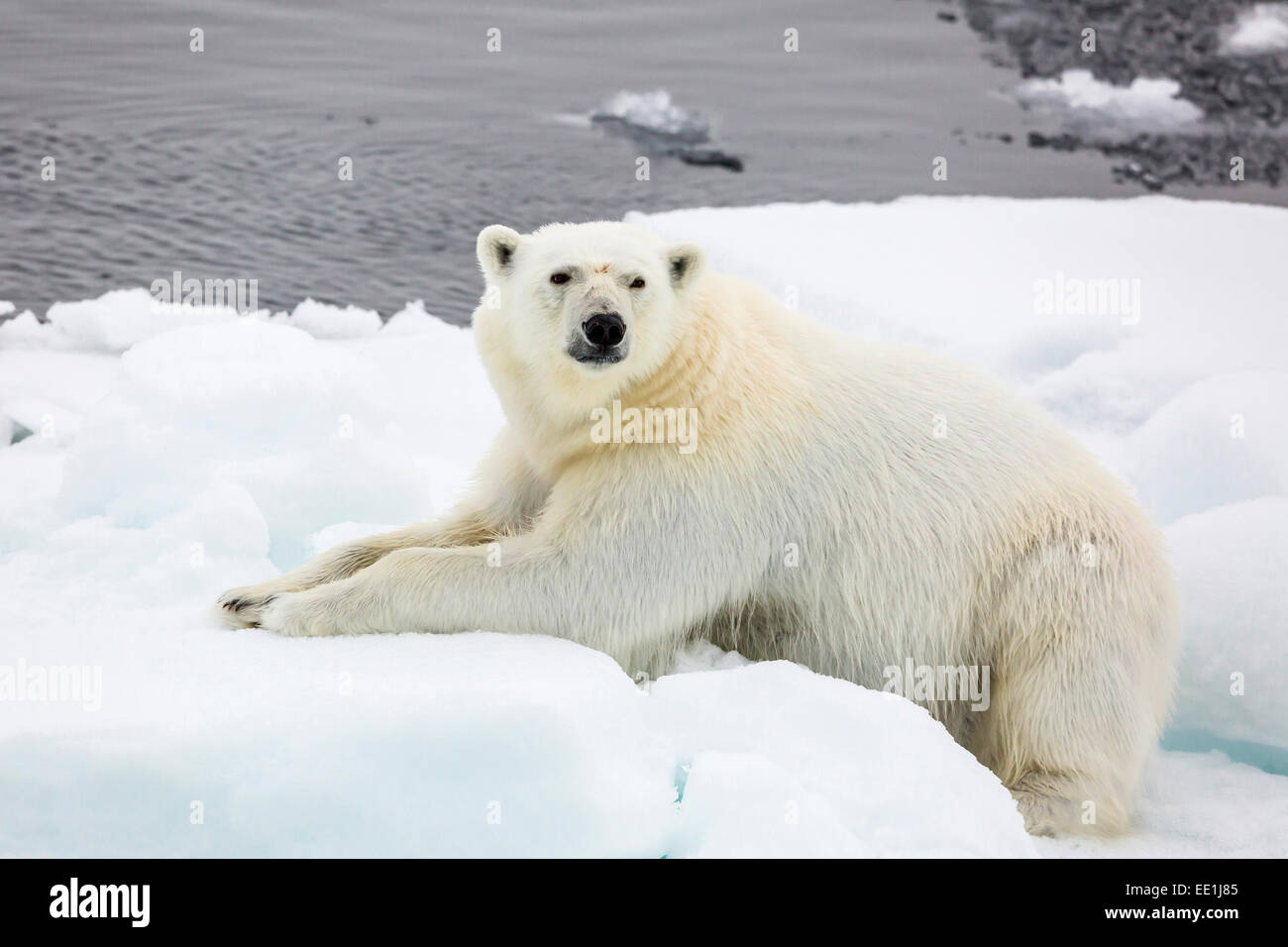 Adulto di orso polare (Ursus maritimus) sul primo anno mare di ghiaccio in stretto di Olga, vicino Edgeoya, Svalbard artico, Norvegia e Scandinavia Foto Stock