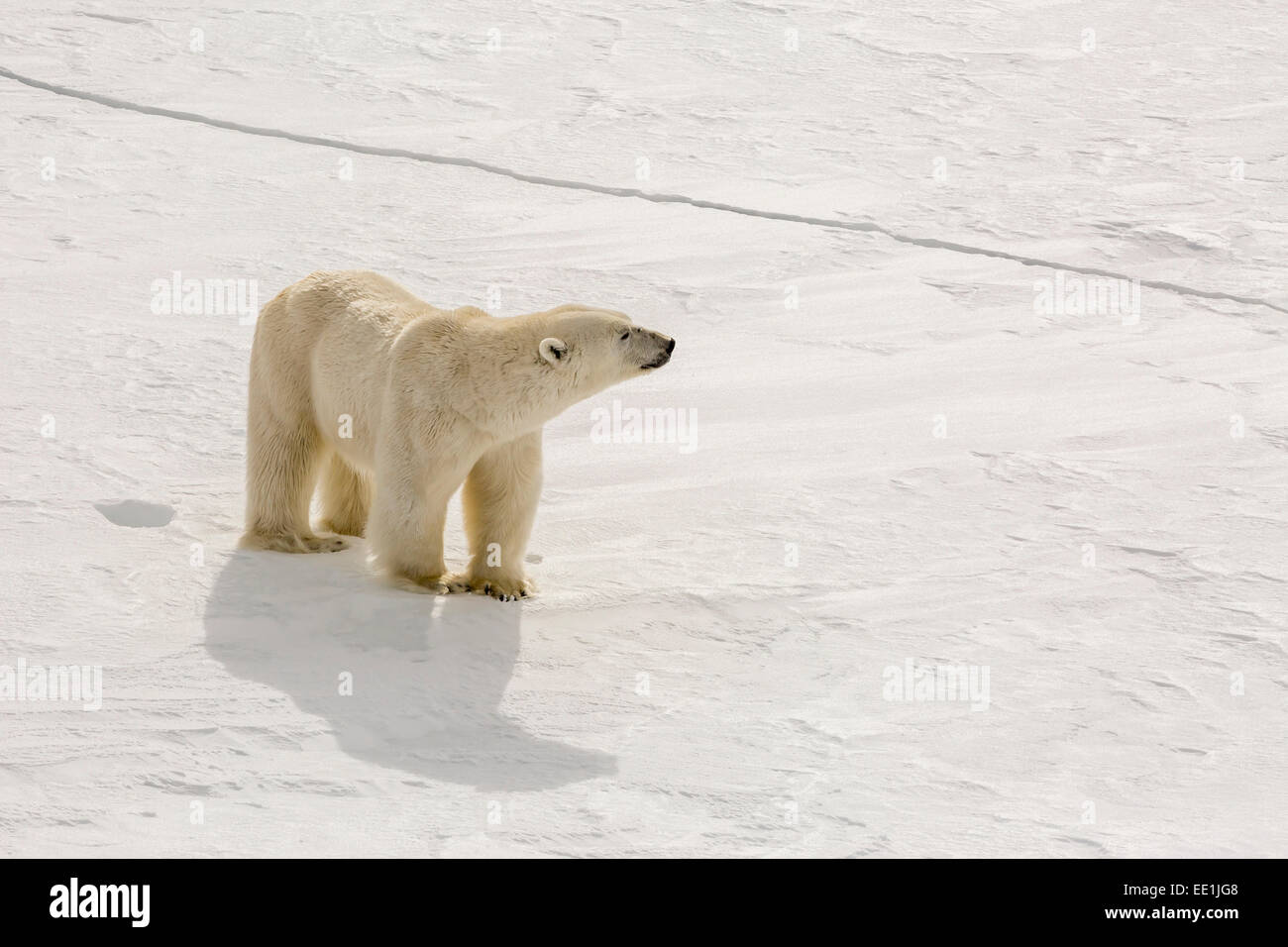 Adulto di orso polare (Ursus maritimus) sul primo anno di ghiaccio sul mare vicino a Capo Fanshawe, Spitsbergen, Svalbard artico, Norvegia e Scandinavia Foto Stock