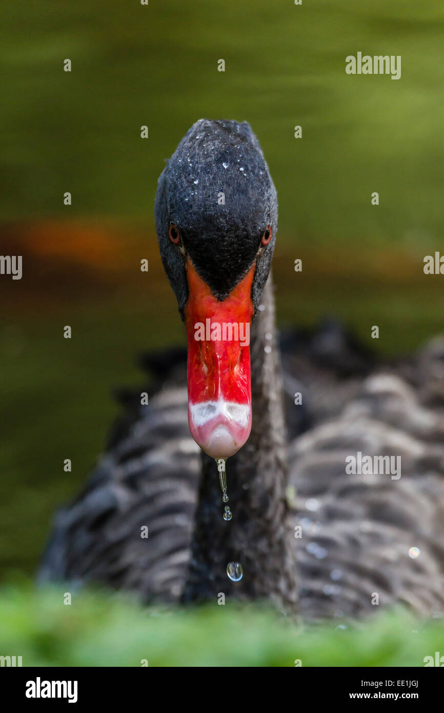 Un adulto Black Swan (Cygnus atratus) Terra Nostra Giardini Botanici, capitale delle Azzorre Isola di Sao Miguel, Azzorre, Portogallo Foto Stock