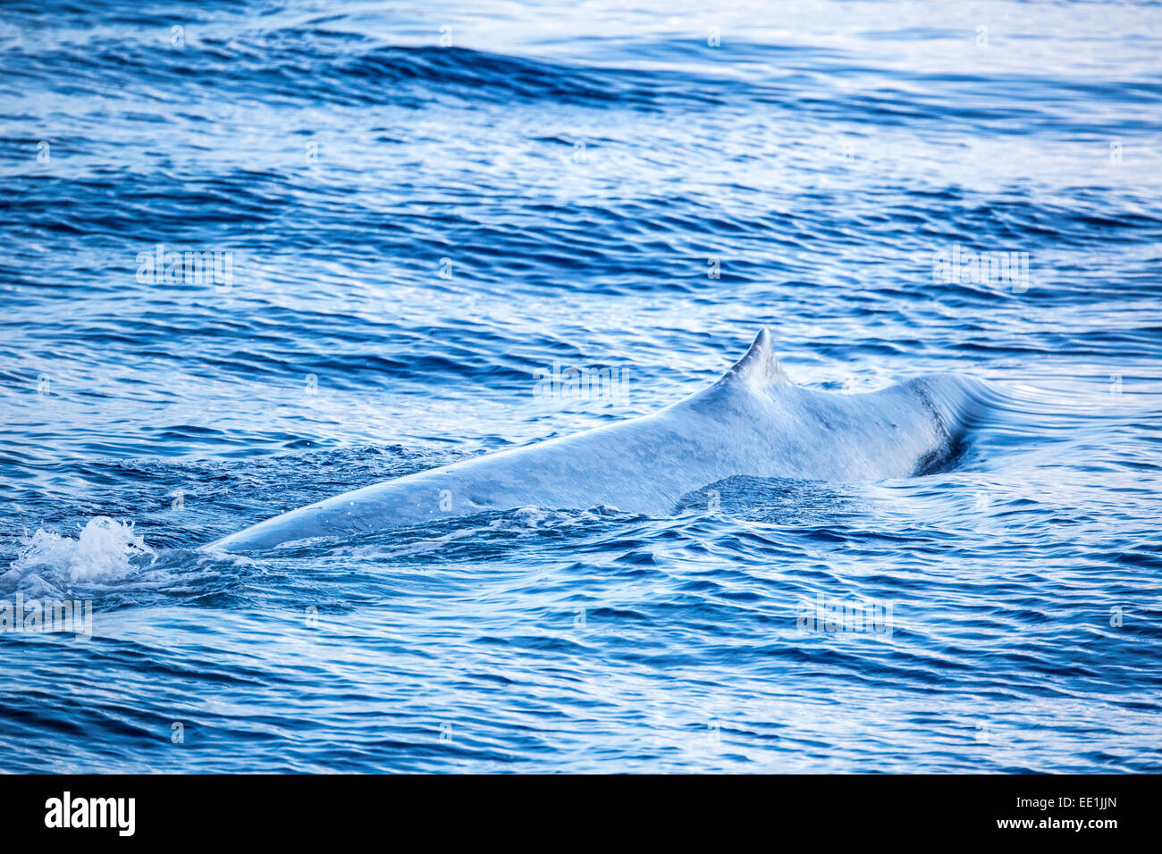 Un singolo adulto balena blu (Balaenoptera musculus) affiorante in acque profonde fuori Funchal, Madeira, Portogallo, Atlantico, Europa Foto Stock