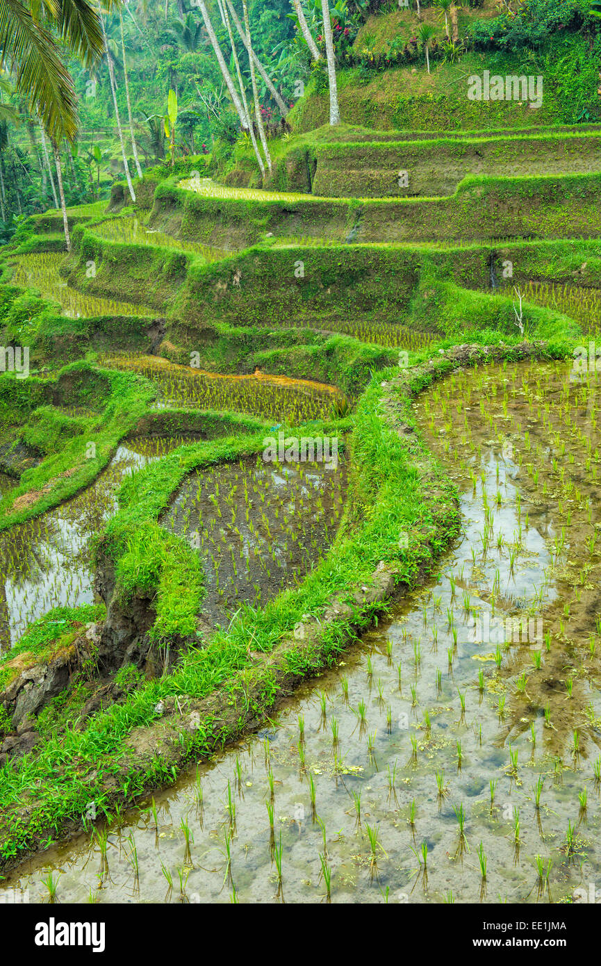 Tegallalang terrazze di riso, Ubud, Bali, Indonesia, Asia sud-orientale, Asia Foto Stock