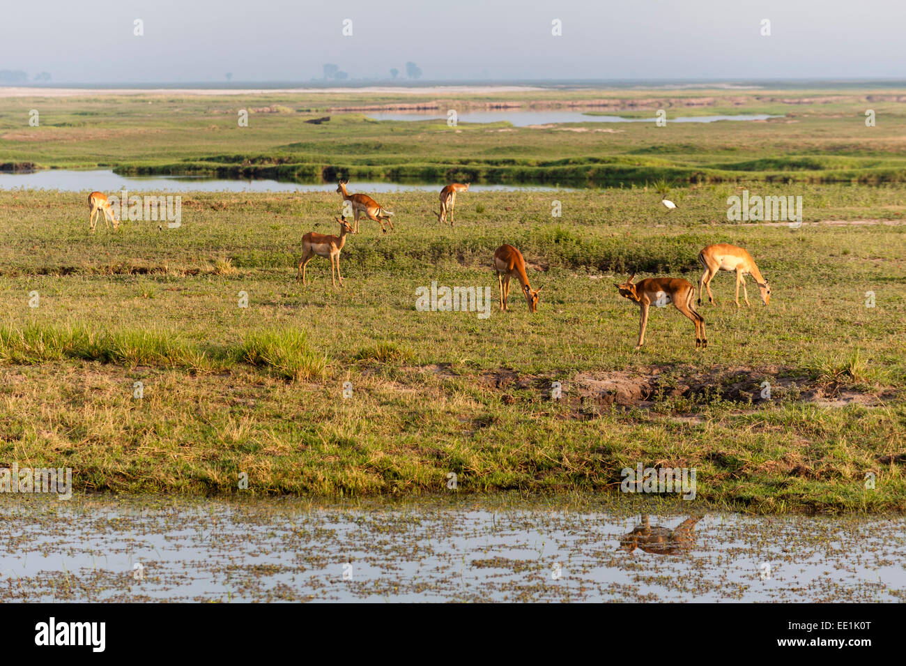 Impala (Aepyceros melampus), Chobe National Park, Botswana, Africa Foto Stock