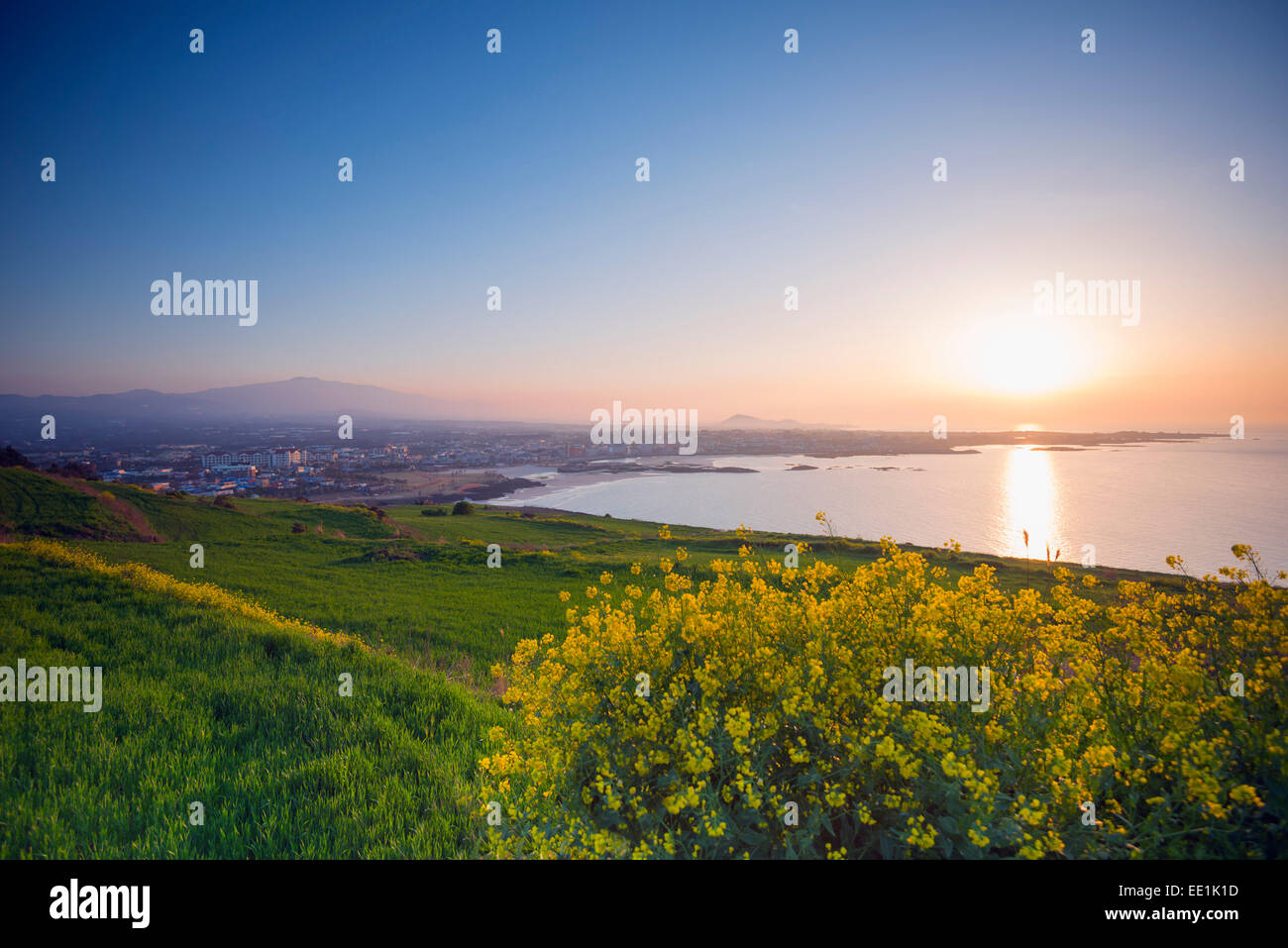 Paesaggi costieri e tramonto primavera sbocciano i fiori di colza, Jeju Island, Corea del Sud, Asia Foto Stock