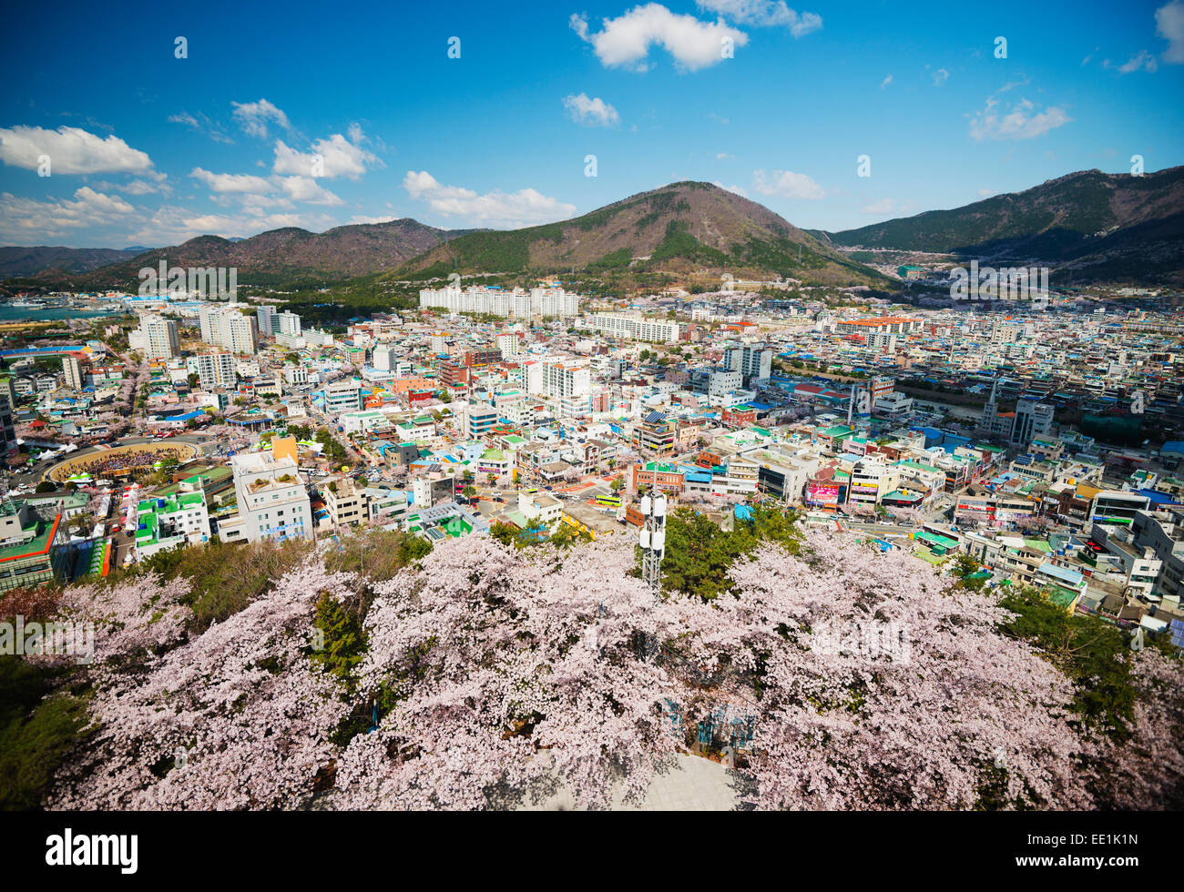 La molla Cherry Blossom Festival, Jinhei, Corea del Sud, Asia Foto Stock