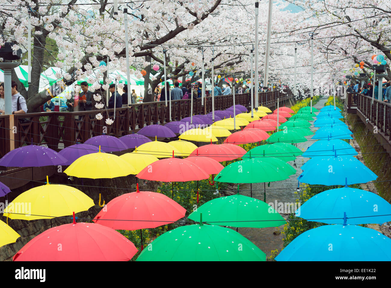 La molla Cherry Blossom Festival, Jinhei, Corea del Sud, Asia Foto Stock