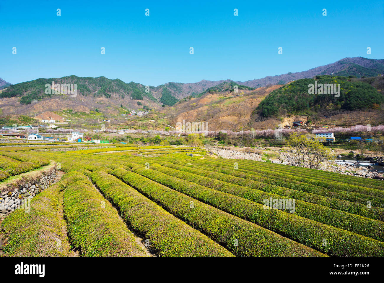 Primavera sbocciano i fiori e le piantagioni di tè, Jirisan National Park, Gyeongsangnam-do, Corea del Sud, Asia Foto Stock