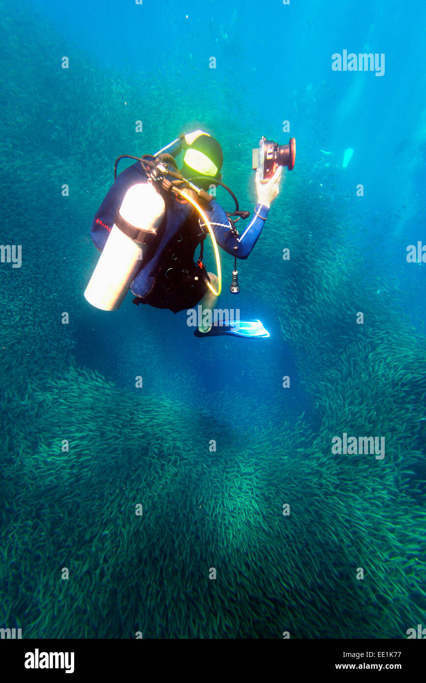 Secca di sardine e scuba diver, Panagsama Beach, Moalboal, Cubu, Visayas, Filippine, Sud-est asiatico, in Asia Foto Stock