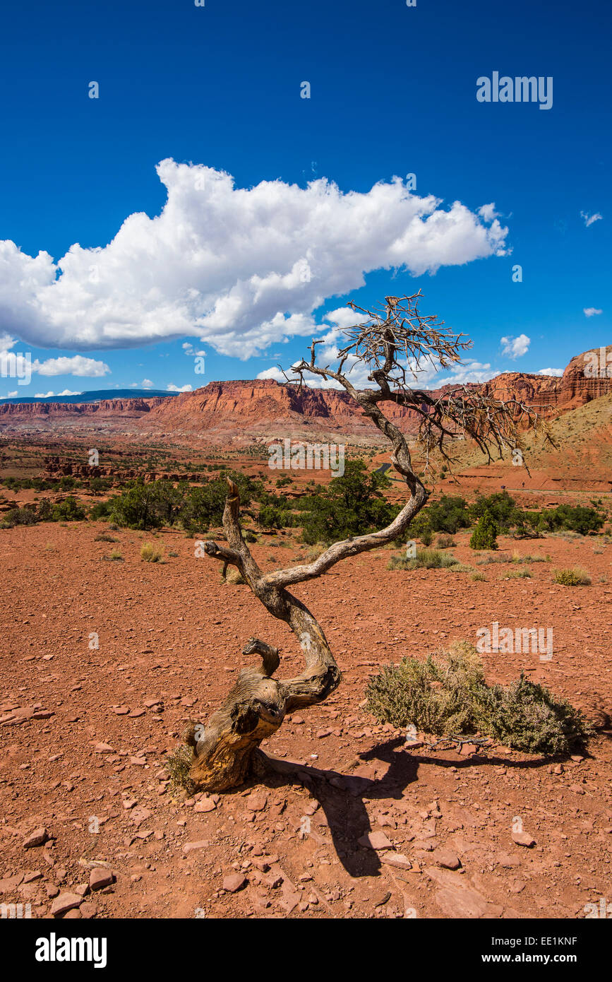 Albero morto nel Parco nazionale di Capitol Reef, Utah, Stati Uniti d'America, America del Nord Foto Stock