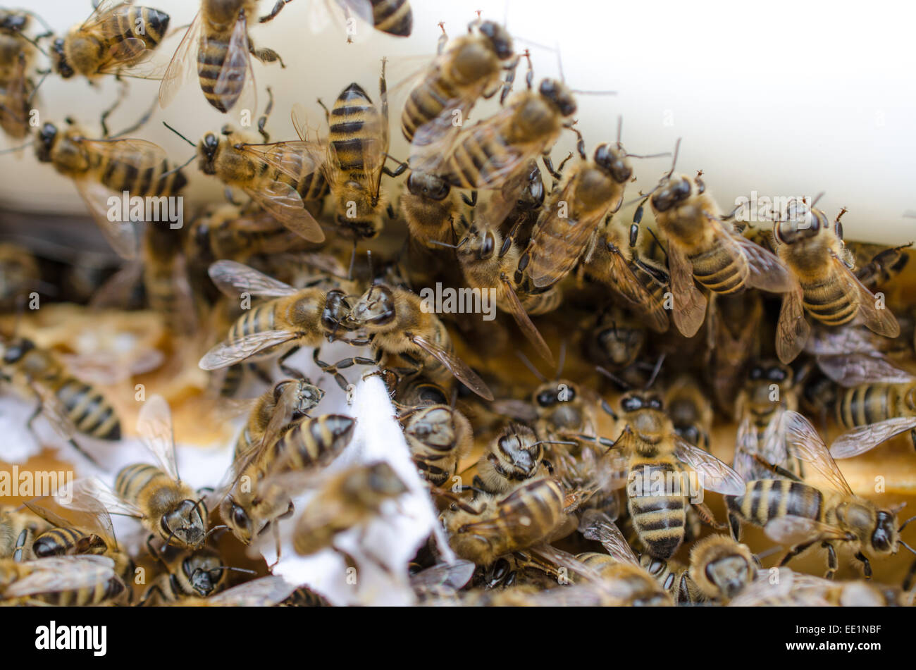 Api mellifere avanzamento sul preparato fondenti di alimentazione sulla scheda corona dell'alveare che li aiuta attraverso l'autunno / inverno Foto Stock