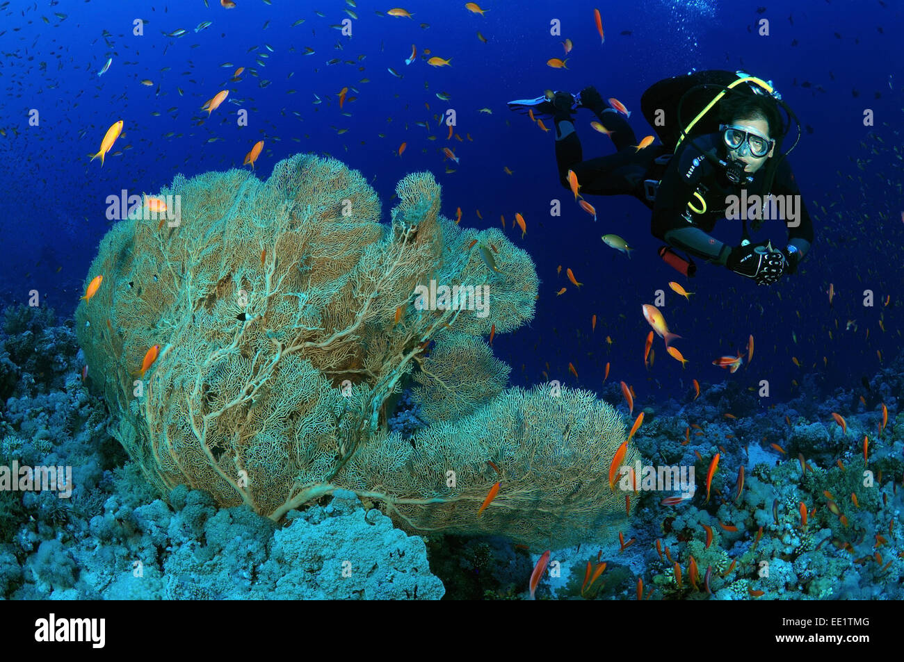 Diver guarda al corallo gorgonia viola seafan (Gorgonia flabellum) Mare Rosso, Egitto, Africa Foto Stock