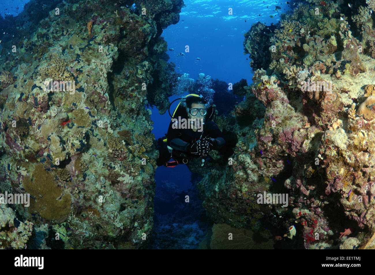 Diver guarda al Coral Reef, Mar Rosso, Egitto, Africa Foto Stock