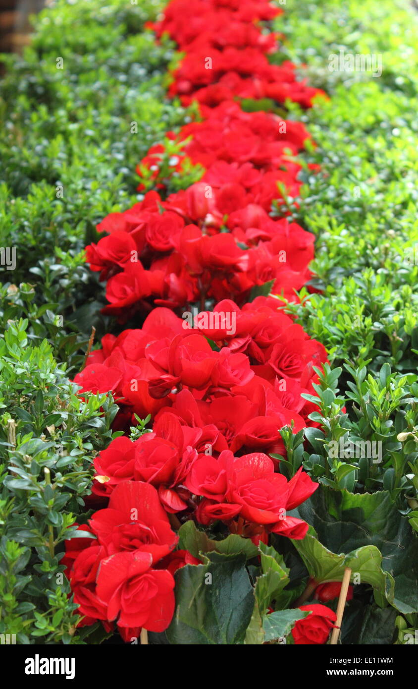Red cyclamens in una serra fioritura Foto Stock