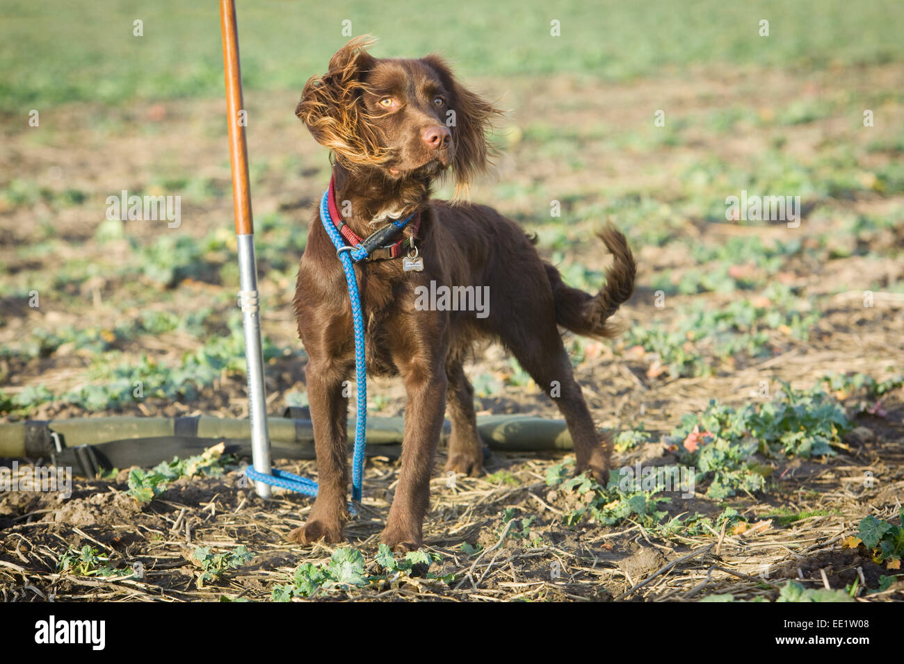 Un Spanlab o Labradinger o Springador cane - un Labrador incrociato con un English Springer Spaniel. Foto Stock