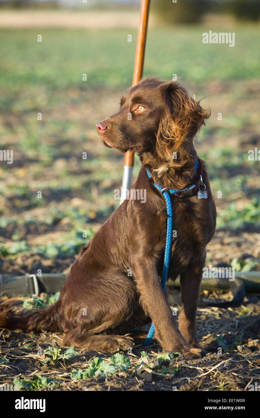 Un Spanlab o Labradinger o Springador cane - un Labrador incrociato con un English Springer Spaniel. Foto Stock