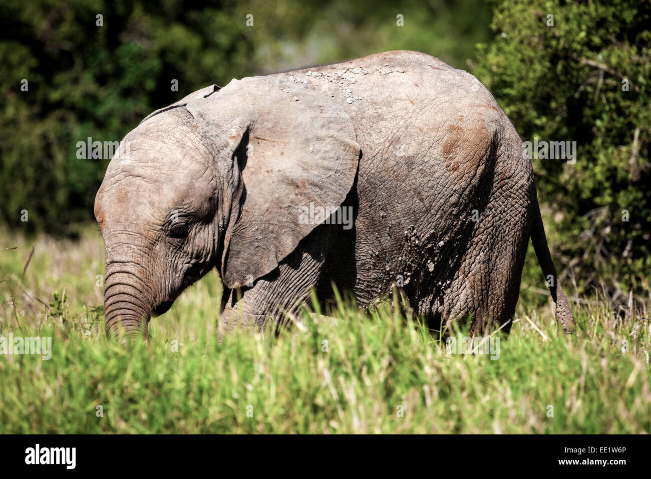 Giovane vitello di elefante in Africa. Foto Stock