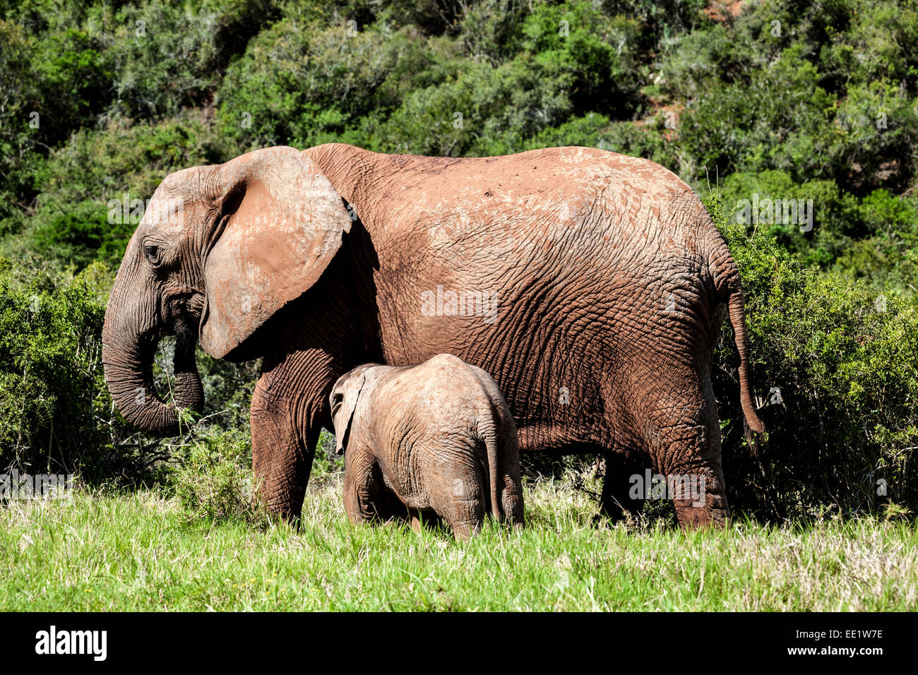 Vitello di elefante di bere latte di sua madre. Foto Stock