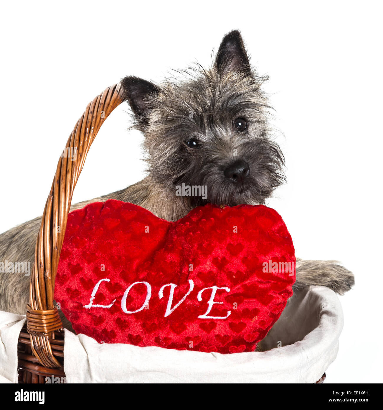 Una bella Cairn terrier cucciolo con un cuscino d'amore. Foto Stock