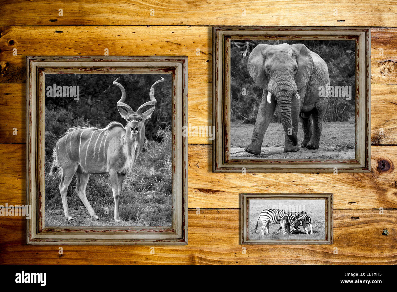 Tre cornici con immagini in bianco e nero di un elefante, kudu e due zebre su uno sfondo di legno. Foto Stock