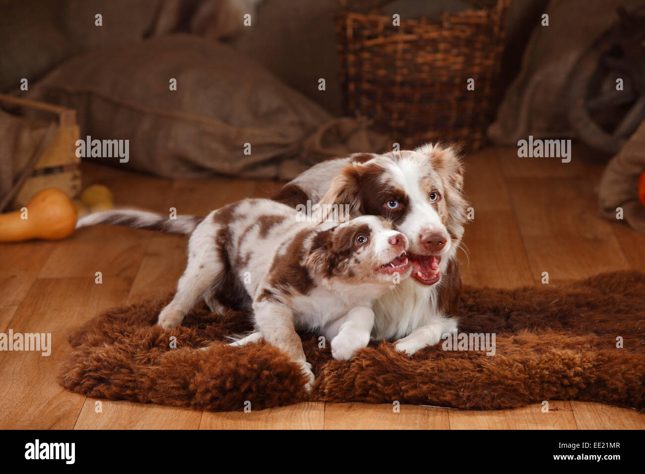 Pastore australiano, cagna e cucciolo, 12 settimane, rosso-merle|pastore australiano, Huendin mit Welpe, 12 Wochen rosso-merle Foto Stock
