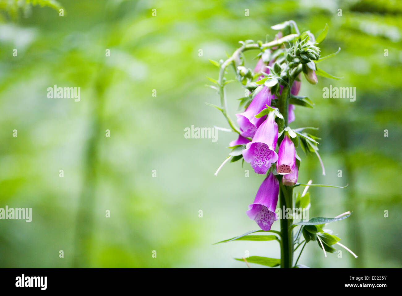 Un selvaggio fiore Foxglove in un bosco. Foto Stock