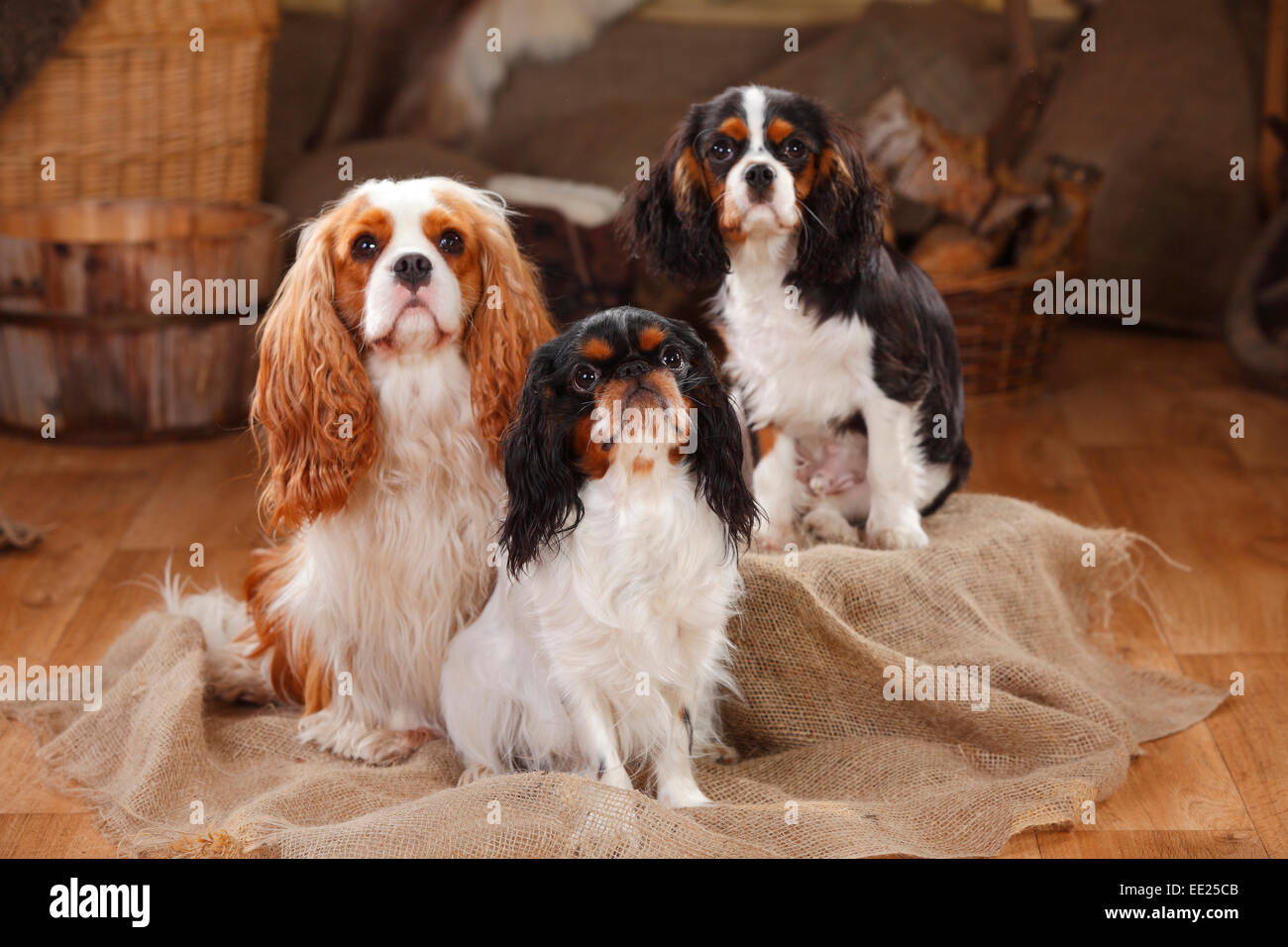 King Charles Spaniel e Cavalier King Charles Spaniel con cucciolo, Blenheim e tricolore|King Charles Spaniel und Cavalier King Foto Stock