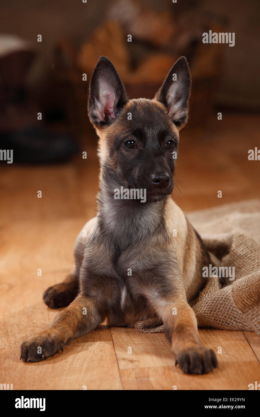 Malinois belga, cucciolo, 3 mesi|Malinois, Welpe, 3 Monate Foto Stock