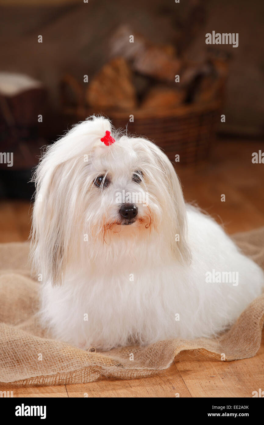 Coton de Tulear, cagna|Coton de Tulear, Huendin Foto Stock