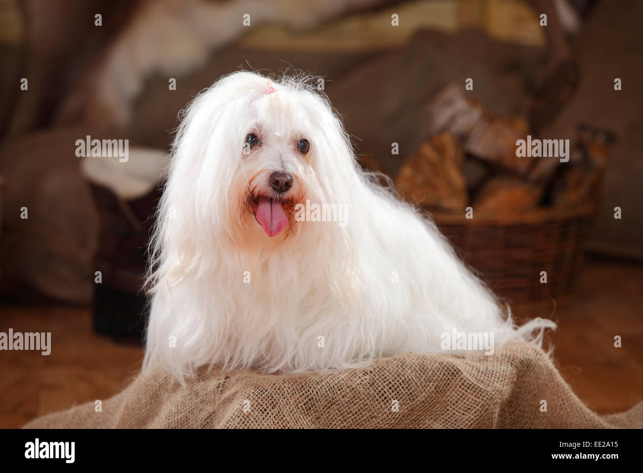 Coton de Tulear, cagna, 11 anni|Coton de Tulear, Huendin, 11 Jahre alt Foto Stock