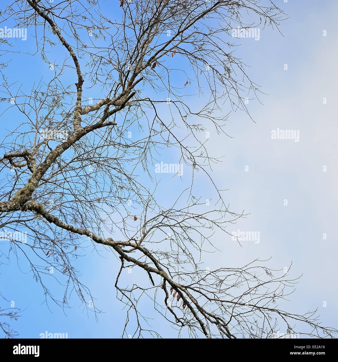 Bel cielo azzurro sfondo nel ramo di albero Foto Stock