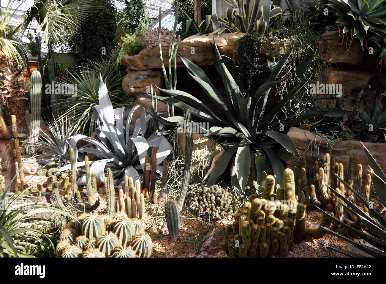 Una collezione di cactus e piante grasse crescono in una serra riscaldata. Foto Stock