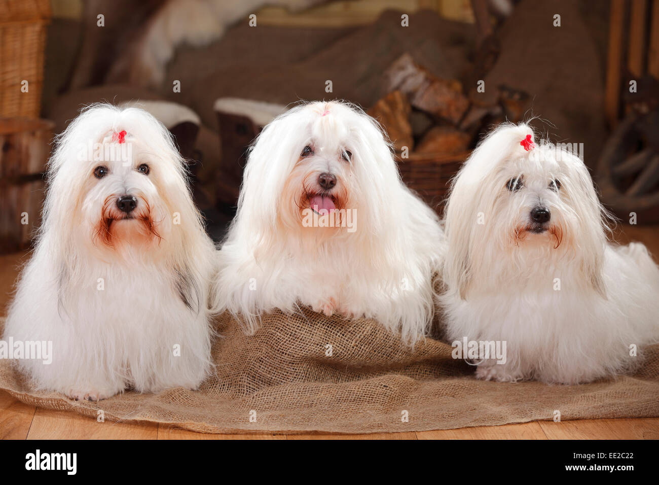 Coton de Tulear, cagne|Coton de Tulear, Huendinnen Foto Stock